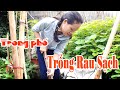 Trải Nghiệm Trồng Rau Sạch Tại Nhà Giữa Phố l The fresh vegetable garden in the town - MẸ ROSIE VLOG