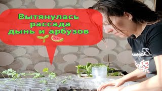 Вытянулась рассада арбузов и дынь, что я сделала и что получится 🤔 покажу в другом видео