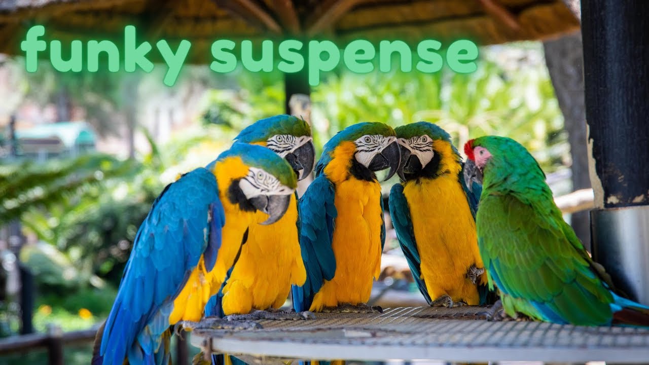 Funky Suspense No Copyright Music Bensound Travel Vlog Gaming