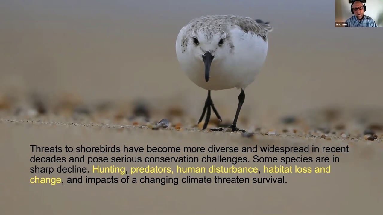 All About the International Shorebird Survey