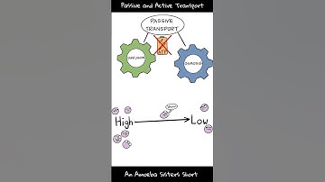 Passive and Active Transport - Amoeba Sisters #Shorts