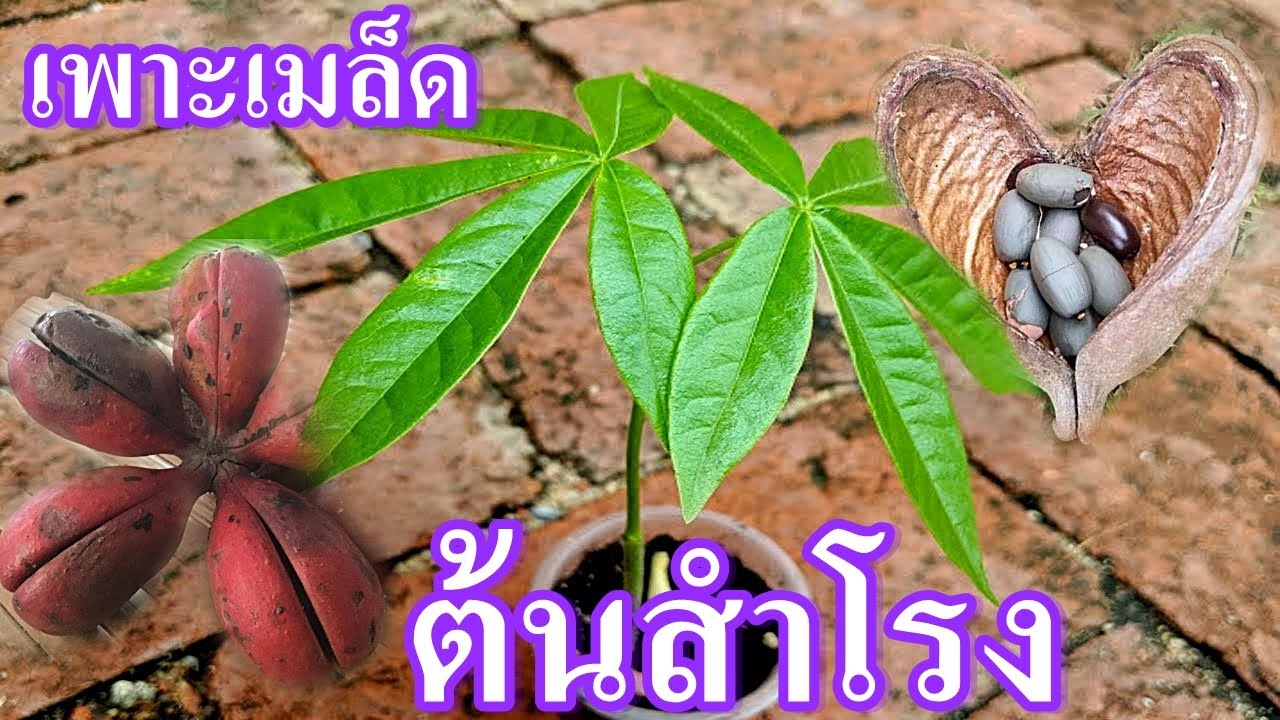 ต้นสำโรง | พันธุ์ไม้มงคลตามราศีเกิด | ต้นไม้สมุนไพรเพื่อสุขภาพ