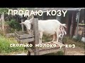 Продаю козу. И не одну) Сколько молока у коз. 30 июня 2020 г.