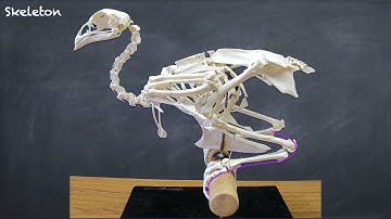 Avian Skeleton, structures of Flight