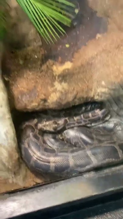 Biggest python in the whole world - YouTube