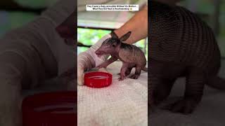 They Found a Baby Armadillo Without Its Mother… What They Did Next Is Heartwarming