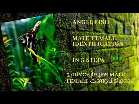 COMO IDENTIFICAR MACHO E FÊMEA #ANGEL_FISH em 5 passos