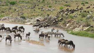 The Great Migration - zebra and wildebeest crossing from Kenya to Tanzania, the Masai Mara