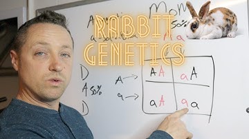 RABBIT GENETICS/LINE BREEDING/ Uh Goo Tee!