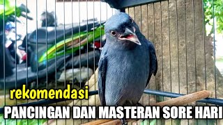 Si RAJA PIKAT‼️SRIGUNTING GACOR Emosi Melawan MUSUH Bikin SRIGUNTING BAHAN IKUT GACOR