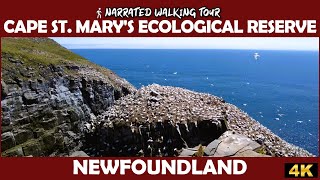 📍 Cape St. Mary's Ecological Reserve | Breathtaking 4K Walking Tour 🥾🐦 | Newfoundland, Canada 🇨🇦