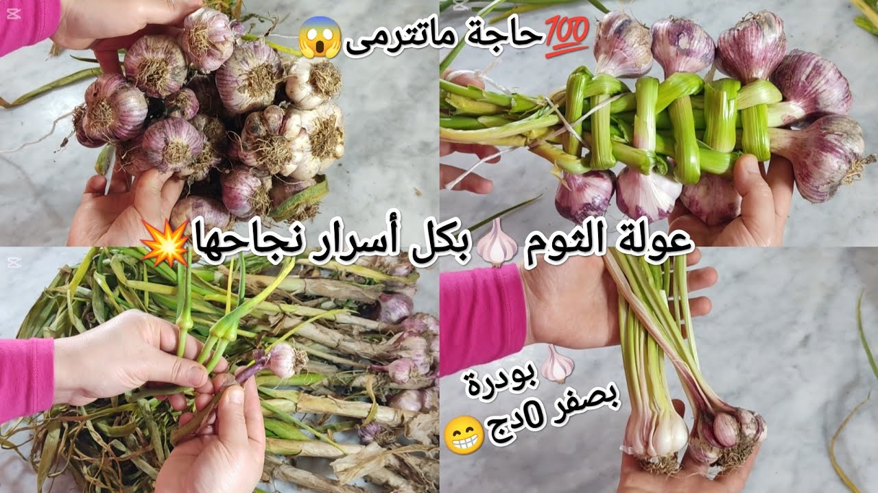 تخزين الثوم للعولة🧄بكل أسرار نجاحها💯ماتفرغ ماتدود❌كيفاش تستغلو🧄من القشرة للساق للفصوص💰حاجة ماتترمى