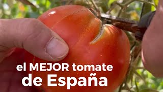 El MEJOR tomate de España