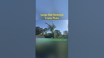 Tree Removal Elavated | Discover the Power of Crane Assistance | Kenny’s Tree Removal