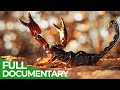 Poison mortel  armurerie danimaux  pisode 4  nature documentaire gratuite