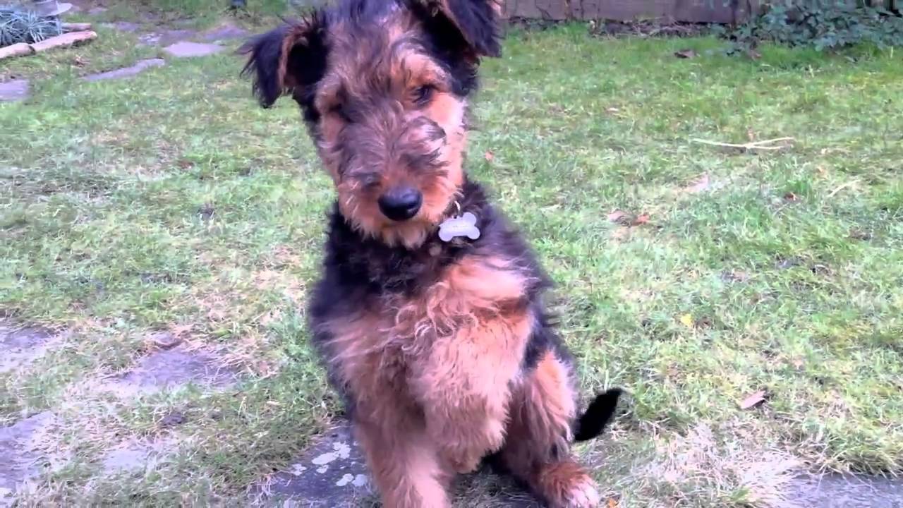 an airedale