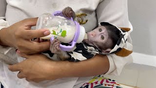 Cute Baby Boy Tobai Happily Sleep Drinking Milk On Mom Hand So Adorable