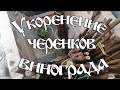 Как укореняются саженцы винограда на 20032025
