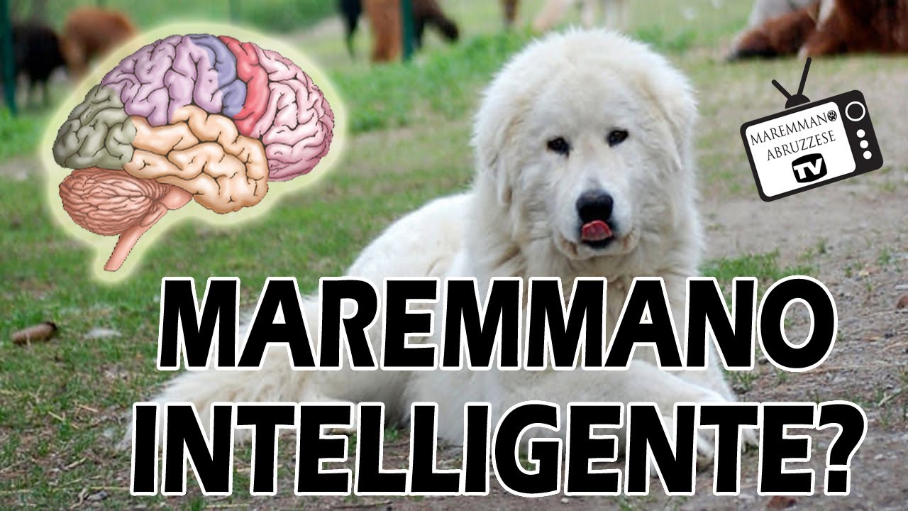 Il pastore Maremmano Abruzzese è un cane INTELLIGENTE ? Sfatiamo i ...