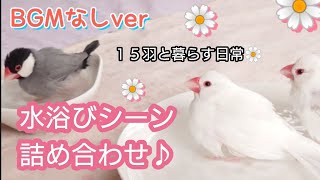 【文鳥】BGMなしver水浴びシーン詰め合わせ♪ひたすら浴びる文鳥たち。