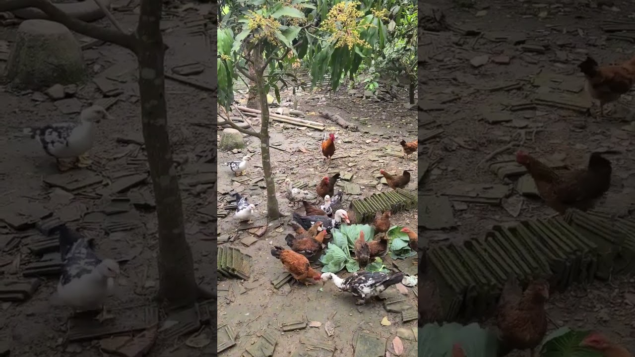 Chickens eat cabbage and cook hot grapefruit sweet soup 