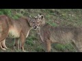 Training Day Young Pumas Learn to Hunt