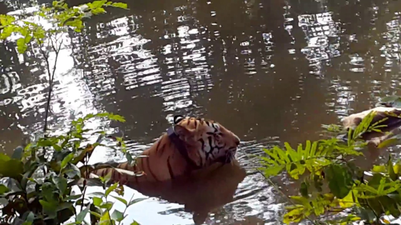 Jai Asia's Biggest Massive Tiger Sighting