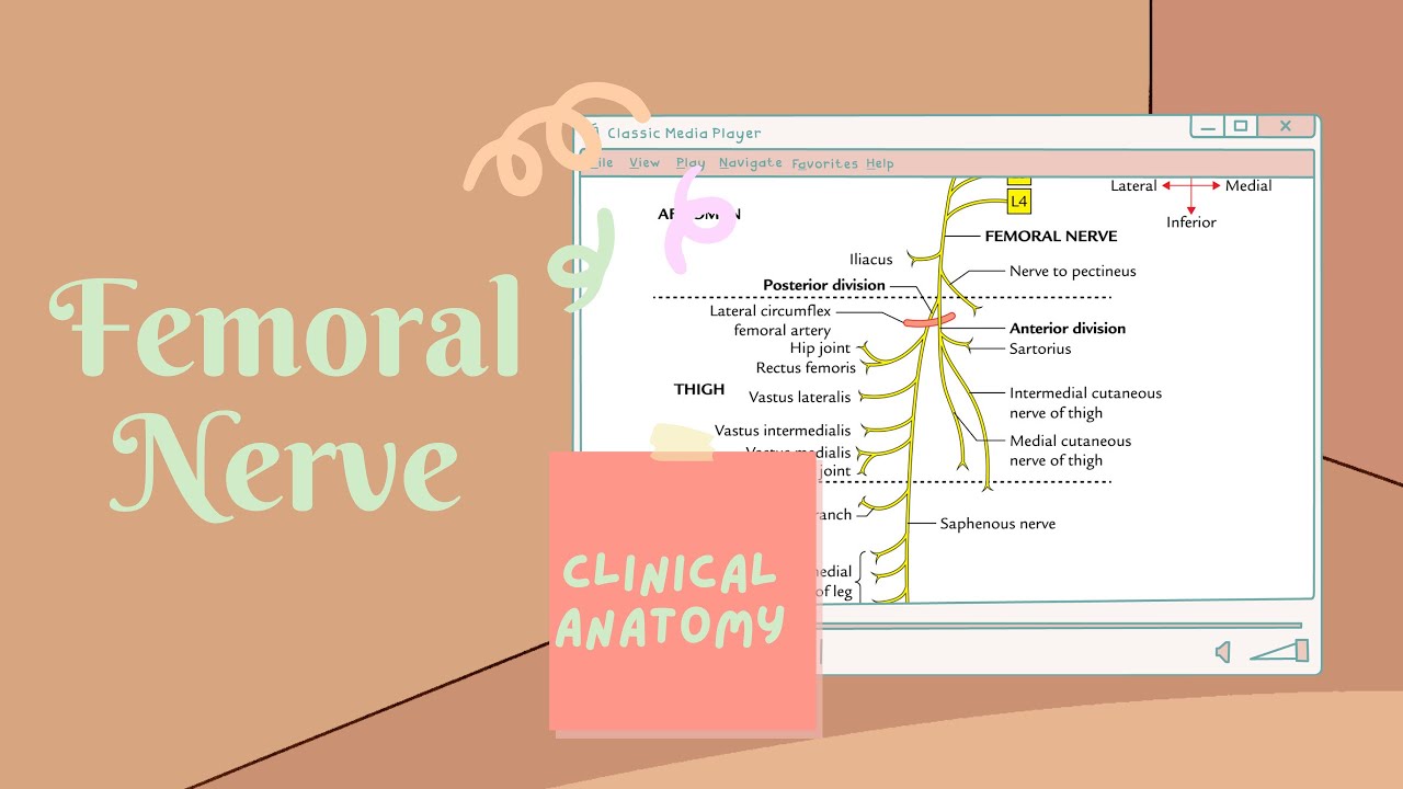 Femoral Nerve - Easy and simple / Clinical Anatomy - YouTube