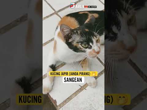 KUCING JAPIR ( JANDA PIRANG) 🤭SANGEAN #kucinglucu #janda_cari_pendamping @baratv84