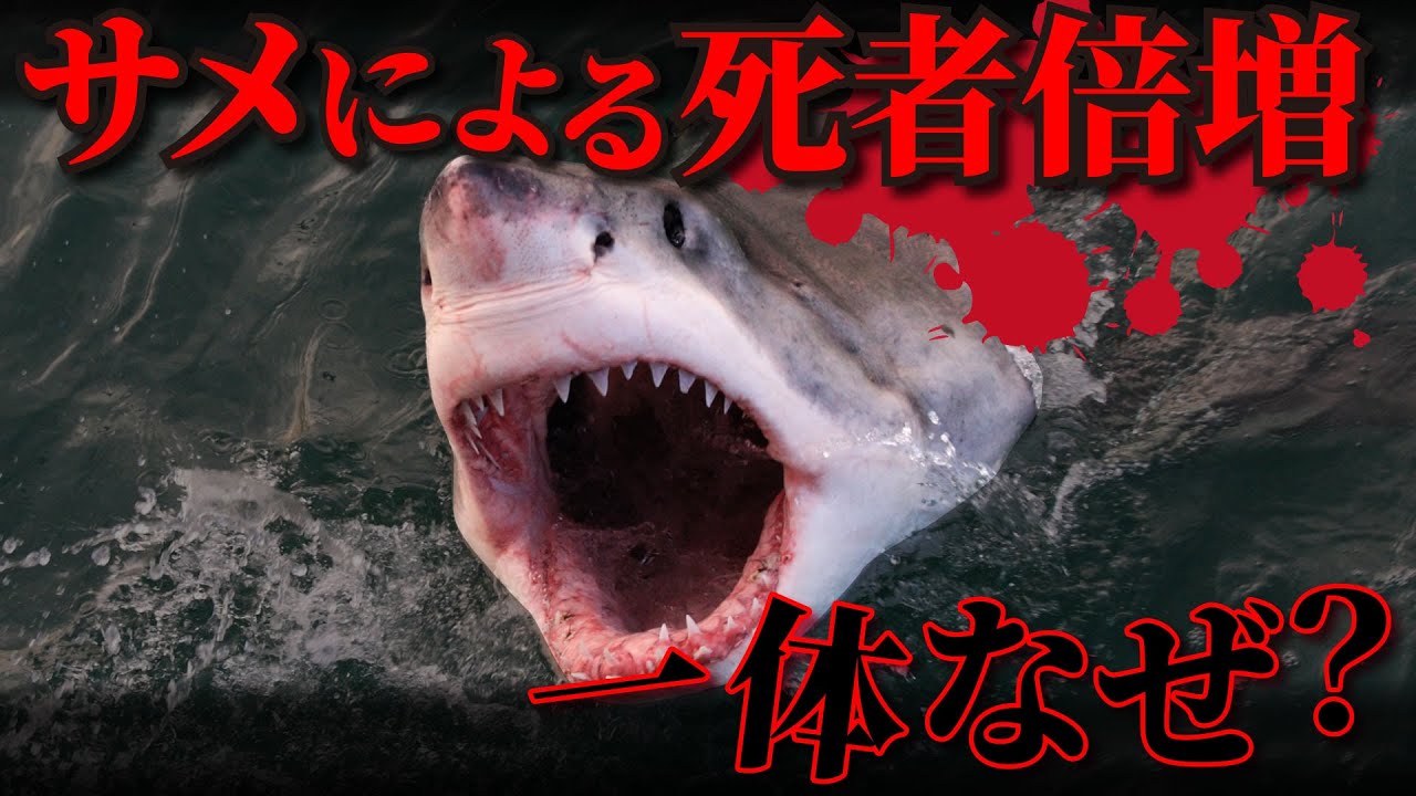 サメによる犠牲者が世界で2倍に！シャークアタックの最新事情を解説 