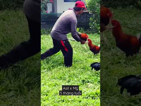 Video gà nòi asil x mỹ trại 68 bến tre #ilovechickens - youtube
