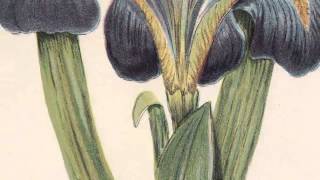 Royalty Free Clipart Images of Wildflowers