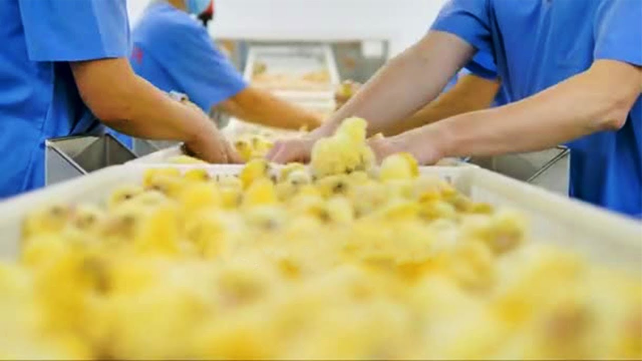 Блять сиповкалар