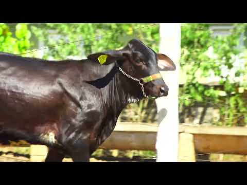 LOTE 16 Abusada FIV Hatchet Selection JRD 2B