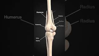 Full details of elbow joint with bone full by ai #elbow  #surgery #fingerprint