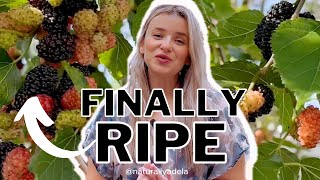 This Mulberry Tree is a must have in your backyard garden! Small Tree - Big Fruit Production