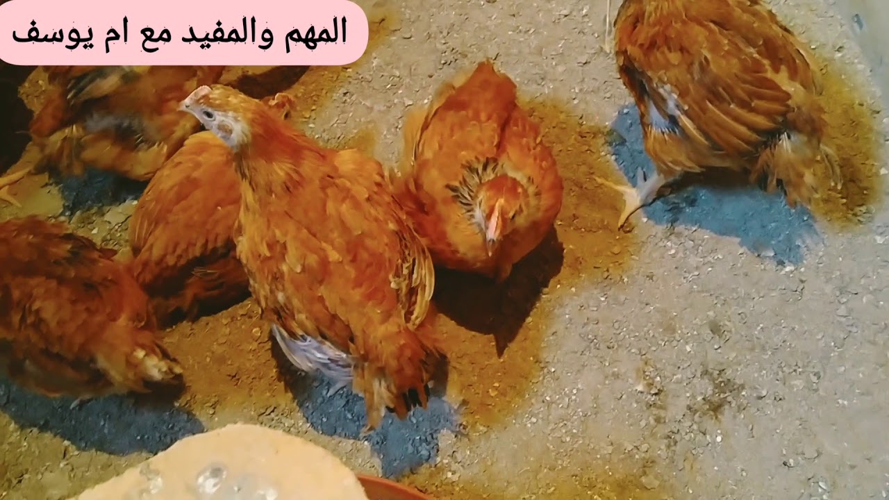 تربية الفراخ الساسو في البيت بقالي سنين عمري ما أشتريت فراخ من بره كله من فراخ البيتي بتاعتي