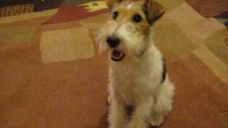 Milou the Wire Fox Terrier