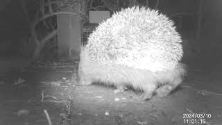 Hedgehog in our garden13th March 2024