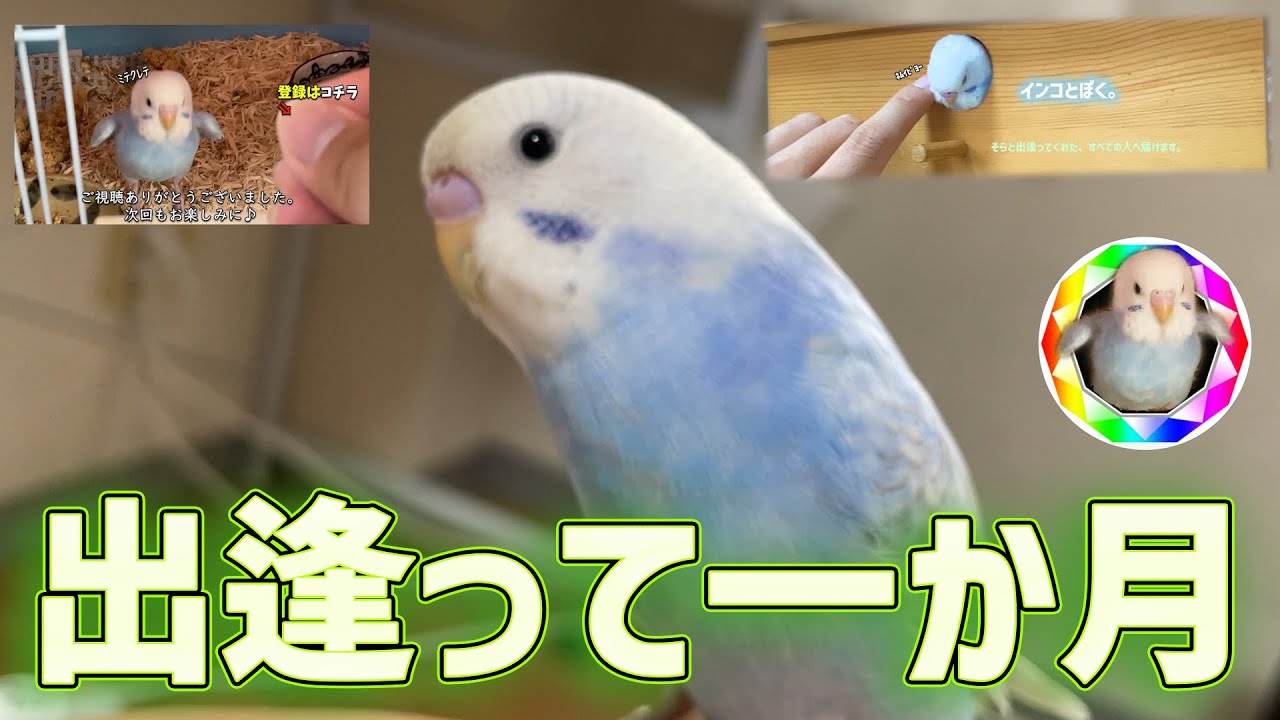 ❀インコちゃん❀ご確認用 maxresdefault.jpg