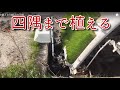 四隅まで植える田植えの手順