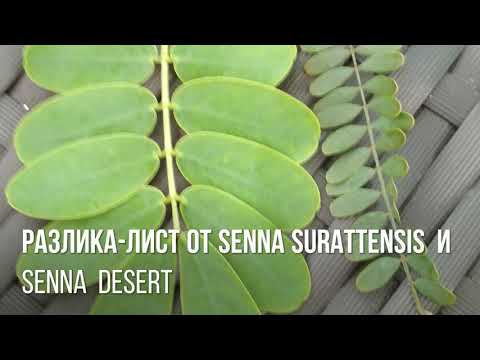 Касия (сена) - Едно красиво малко дърво или храст!Cassia surattensis(senna surattensis)
