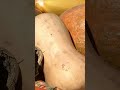 Summer & Winter Squash