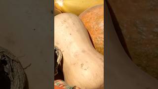 Summer & Winter Squash