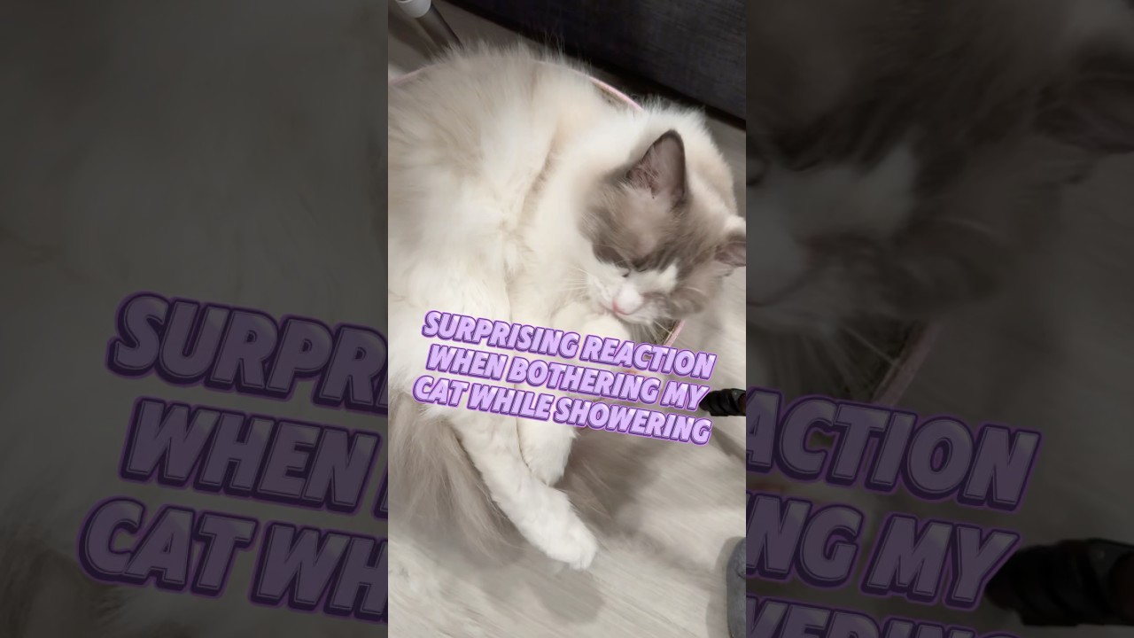 Surprising Reaction When Interrupting Cat While Bathing