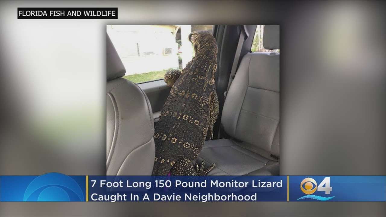 Giant Monitor Lizard Corralled In Davie