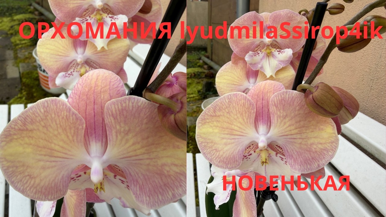 ХОТЕЛКА ПЕРЕВЫСИЛА ЗДРАВЫЙ СМЫСЛ 😁😉👌