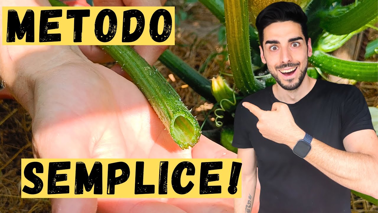 Come Coltivare ZUCCHINE in VERTICALE: Potatura e Legatura Semplice!