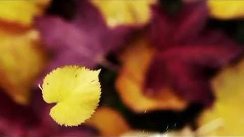 Có Khi Nào Rời Xa - Bích Phương