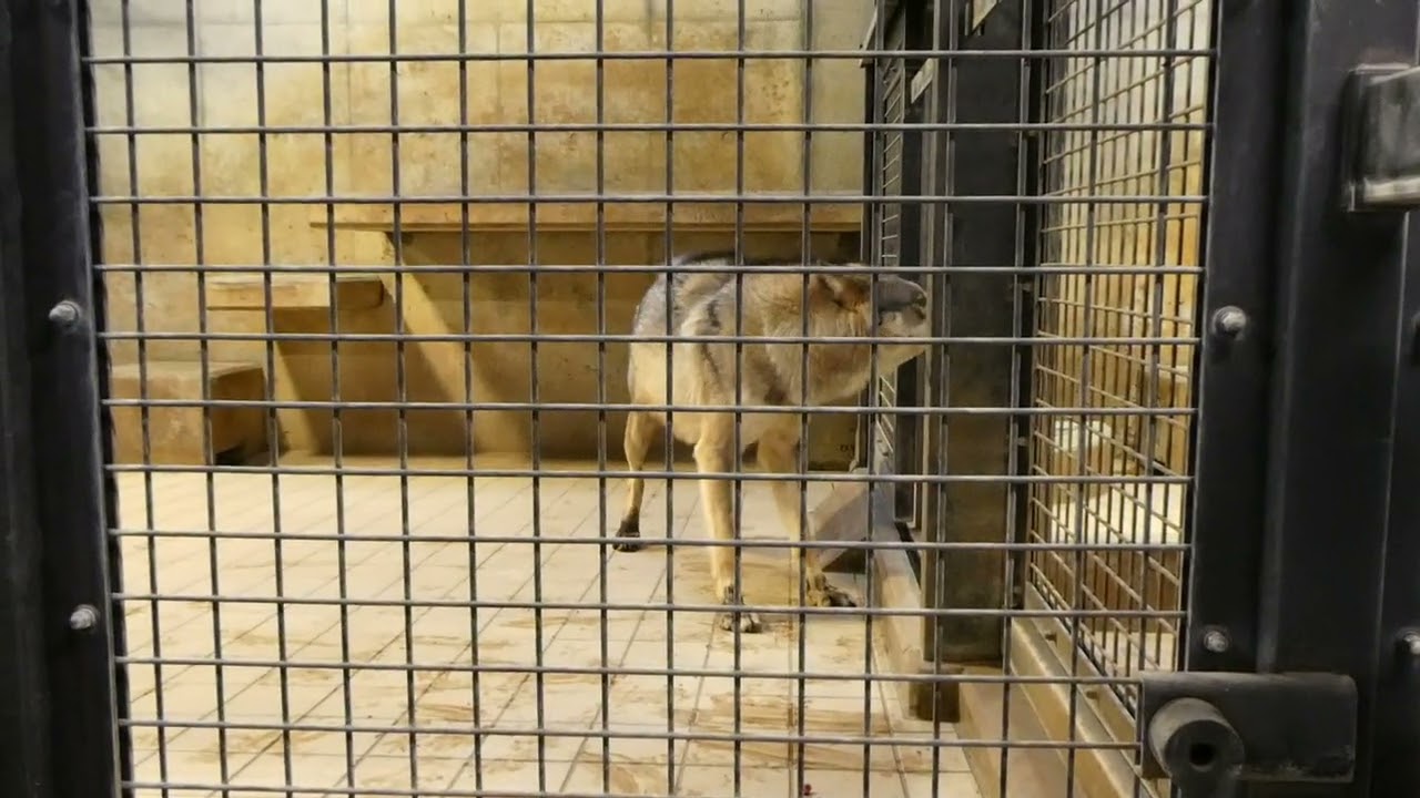 タイリクオオカミ「スイ」の威嚇行動：多摩動物公園